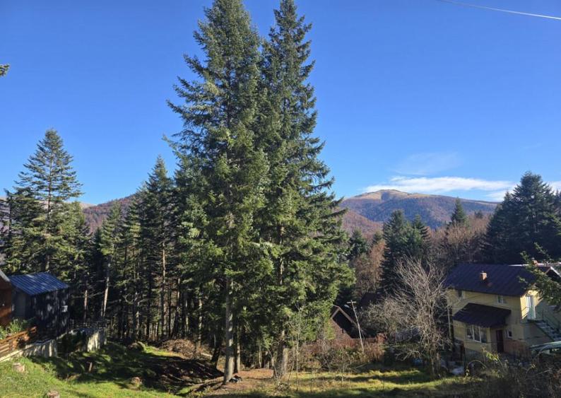 Cabane scandinave premium, vedere catre padure investi - 15