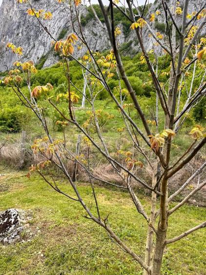 Teren de vanzare zona Valisoara Jud Alba - 5