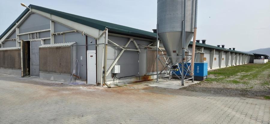 Ferma pasari- curci - 10