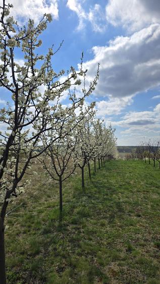 Teren intravilan cu livada, 1500 mp, cu utilitati Cordau - 2