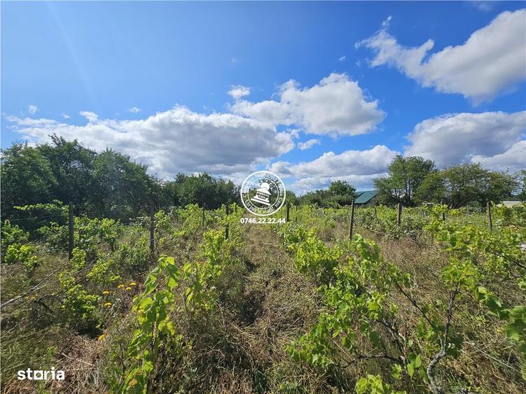 Teren intravilan 6650 mp ,42ml deschidere , toate utilitatile , asfalt - 4