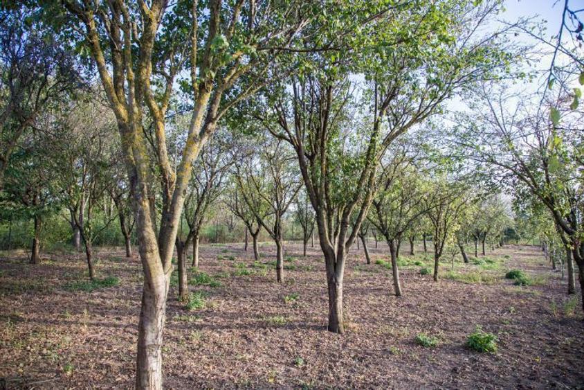 Vand CONAC cu istoric, sec XIX, renovat si evaluat in primele 10 din Romania, granita Varsand - 10