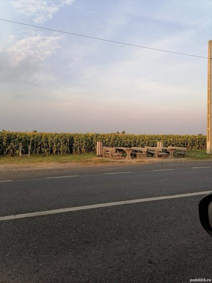 Teren de 5000 mp, în Osica de Sus