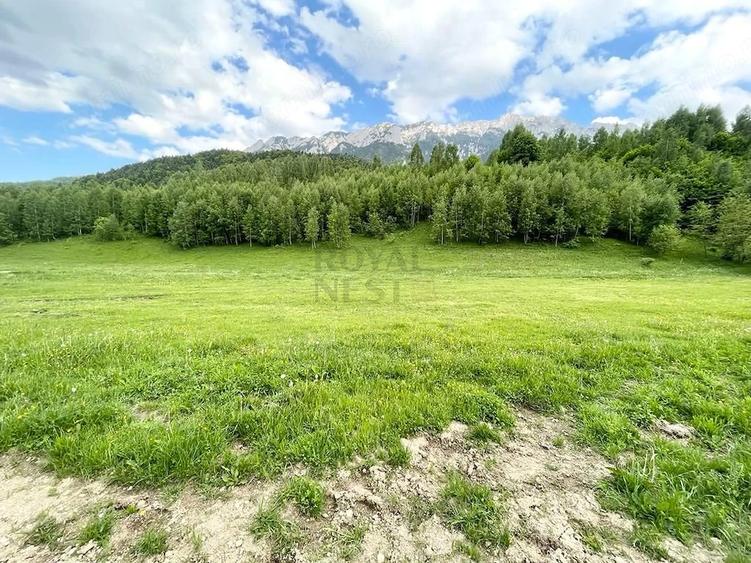 Teren de 12150 mp, în Plaiul Foii