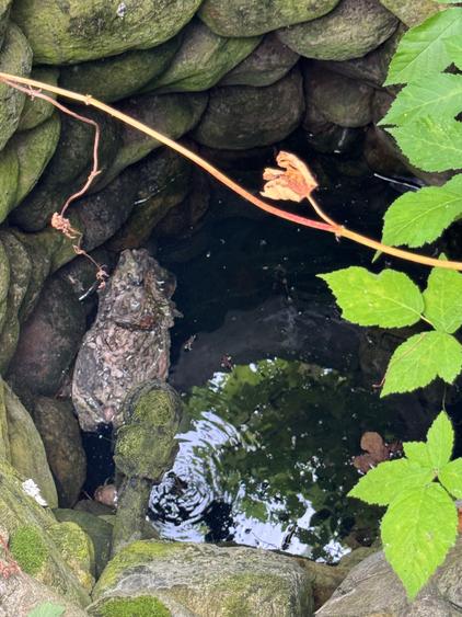 Teren intravilan - 8