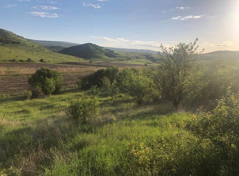 Teren de vanzare intravilan la intrare in Pata 800mp+200mp drum - 1