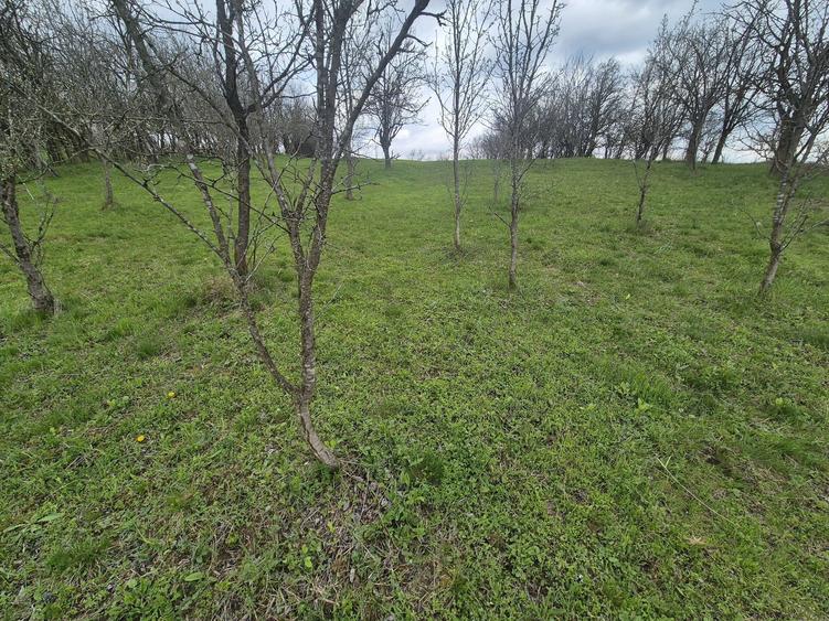 TEREN INTRAVILAN + AUTORIZATIE + LIVADA 4.663 mp Drajna, Faget, Prahova - 6