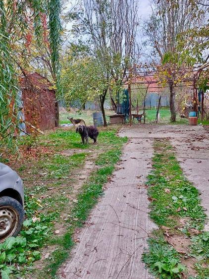 Vand casa + teren IEZURENI - 2