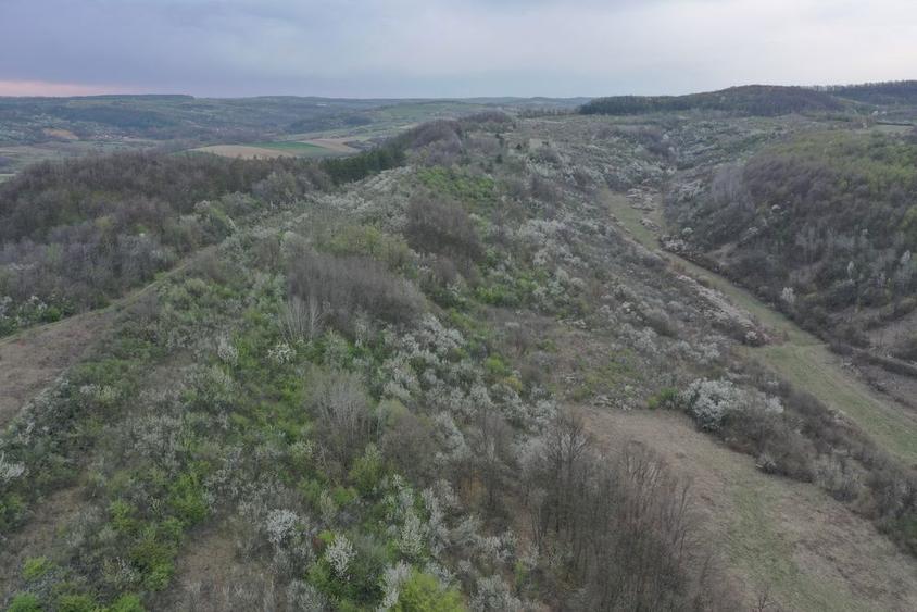 Teren 8114 mp lupoaia holod livada cf+topo acces auto aproape de sat - 6