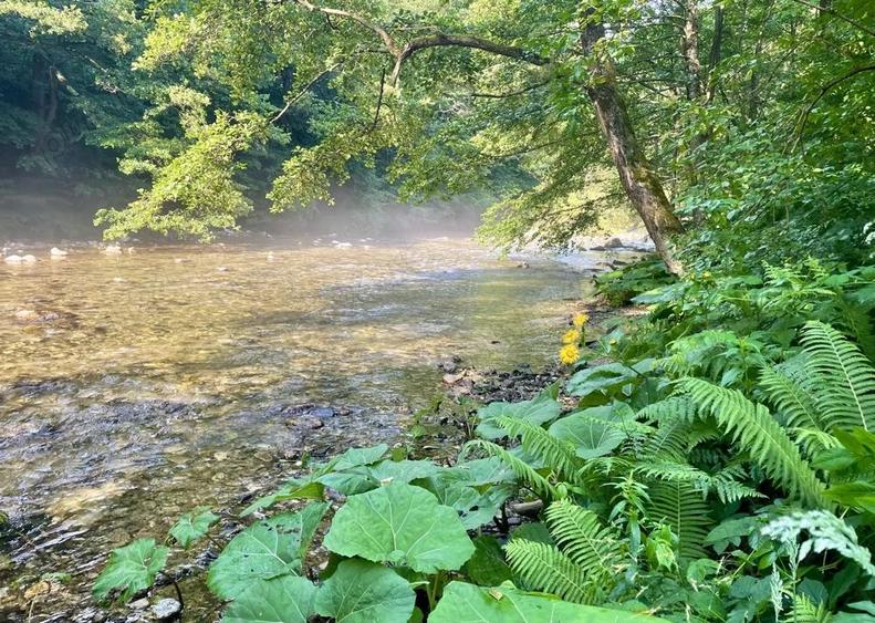 Oportunitate unica ! Proprietate in parc na?ional pe malul Cernei ! - 7