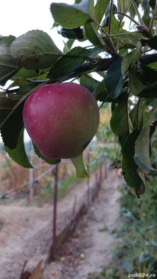 vand casa ?i teren - 9