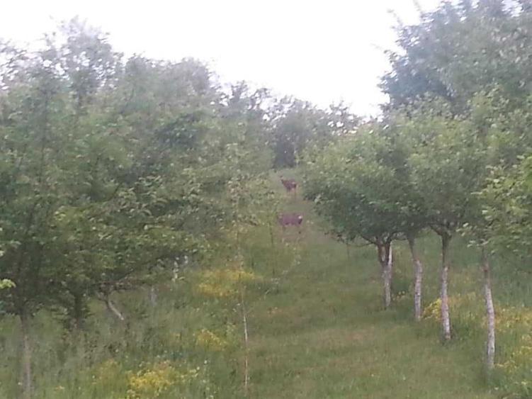 VILA ca-n povesti situata intr-o OAZA de VERDEATA - 1