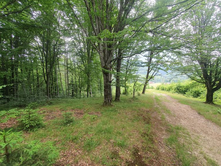 Teren intravilan Brasov zona Poiana Aviatorilor - 1