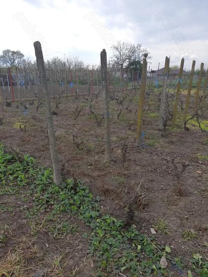 De vanzare, fara schimb - 9