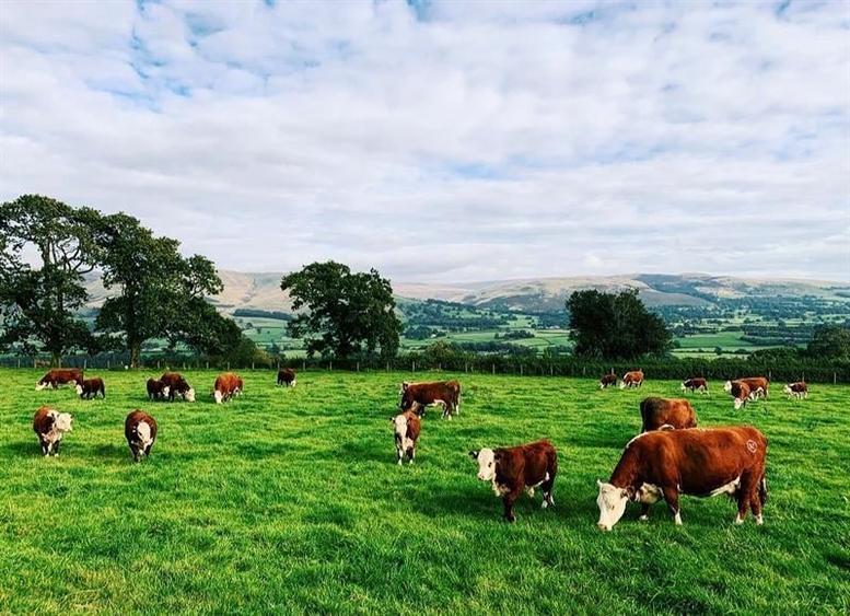 Film&Tur! Domeniu pe 222.000mp+ Ferma +Anexe specifice+Constructie+
rezidential - 3