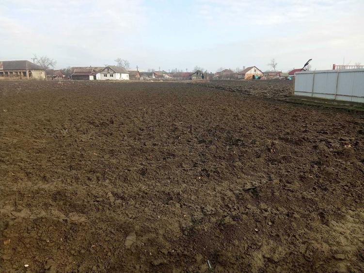 Vand gospodarie traditionala in Socodor - 3