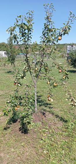 Somcuta Mare intravilan 1500 mp - 7