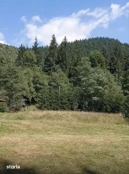 Vand teren Valea Ilvei - Lunca Bradului Parcul National Calimani - 2