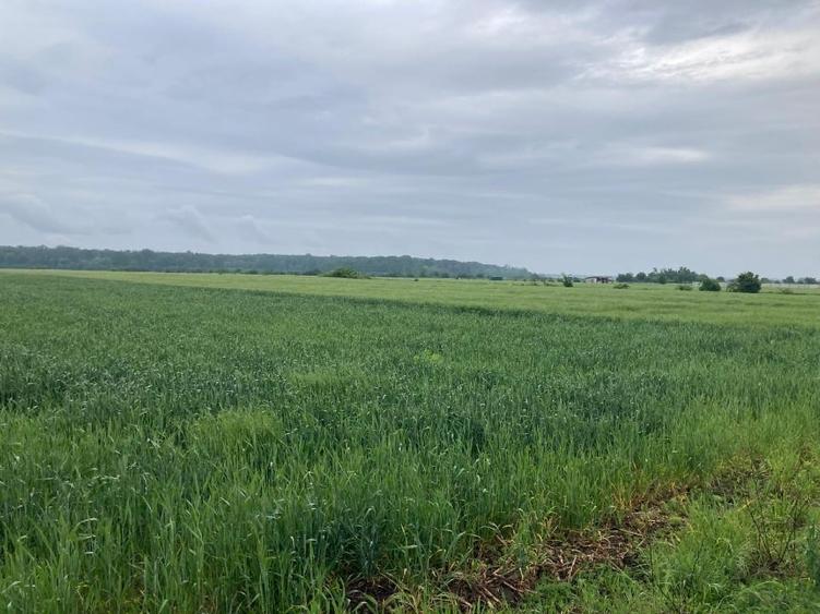 Vand teren intravilan in Sabareni, jud Giurgiu - 4