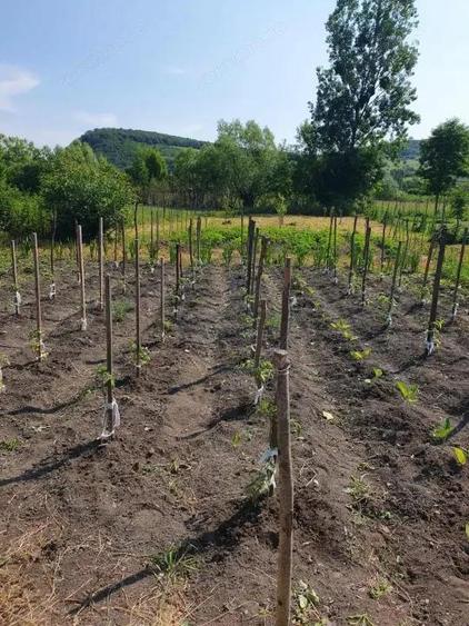 Casa 20 km de Bistrita 1400 mp teren - 15