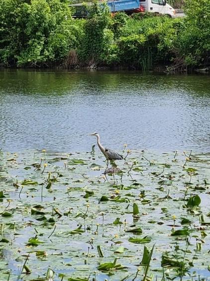 Casă contemporană între natură și oraș – Chitila - 1