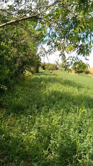 Casa de vanzare - sat. Vasile Alecsandri, jud. Galati - 4