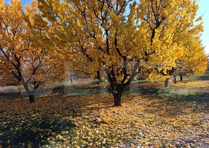 Teren Intravilan 6300 mp Magurele Prahova , Oportunitate ! - 12