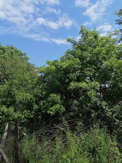 Teren intravilan construibil Lazu Centru - 7