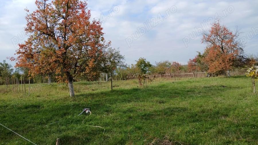 Loc de casa cu livada ?i corp de cladire - 5