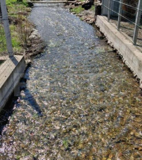 Casa P+E+M cu 4 camere, 250 mp si 3000 mp teren, zona Arcani - 6