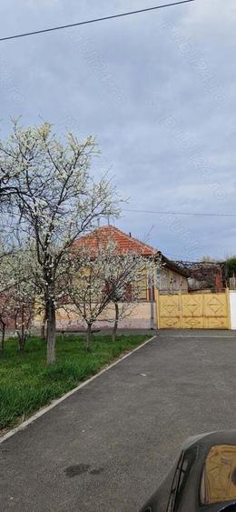 vand casa Sannicolau Mic - 2