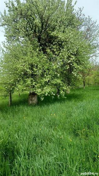 Casa Nimigea de Sus - 6