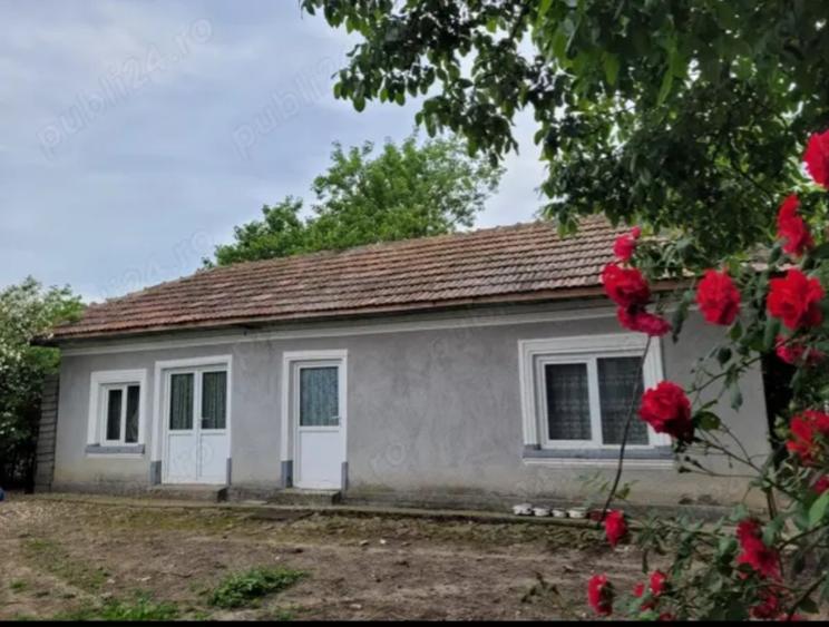 Cernica, Tanganu - 3