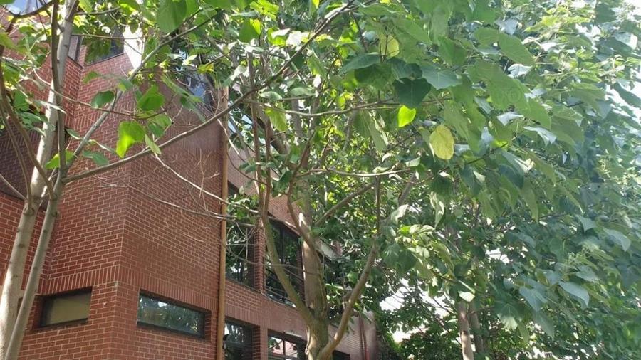 Oportunitate investitie Vila Rosu 473mp, 2500 mp teren, cu deschidere la Lac - 2