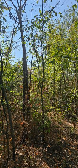 Teren de vanzare - 1