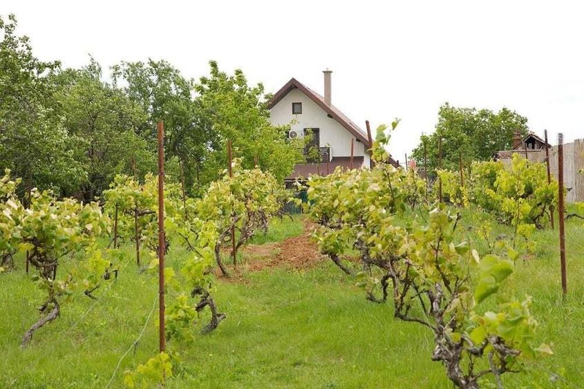 Vila 5 dormitoare, 4 bai, 2 248mp teren, piscina. Pre?: 229 000 E. - 7