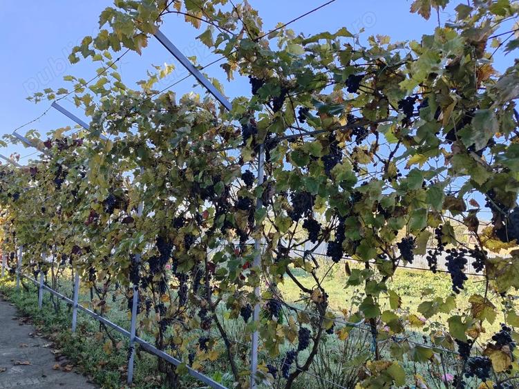 Vand casa la tara - 6