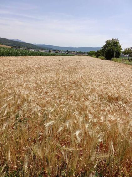 vand 6000 mp intravilan cu utilitati ,200m front stradal,la 2 km a1 - 1