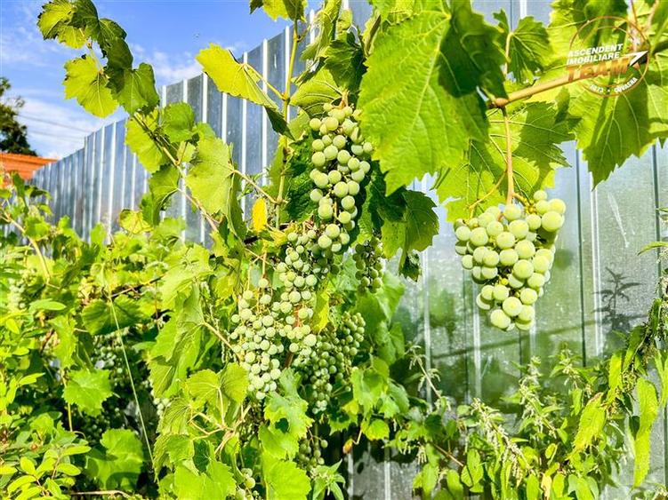 FILM! Casa cu teren generos,vedere pitoreasca, Sancraiu,  aproape de Sfantu Gheo - 48