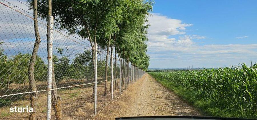 Vanzare plantatie/ferma de nuci, 2000 pomi, 14ha, Prahova - 2