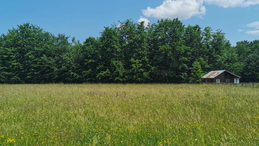 Teren intravilan de 5000, plat, orizontal la poalele muntelui, pe malul Doftanei - 7