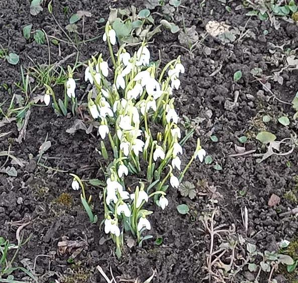 Casa deosebita 3 Camere  la prima închiriere | Centru  Sacele - 30