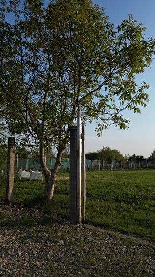 Teren intravilan cu vedere spre Lacul Buftea - 10