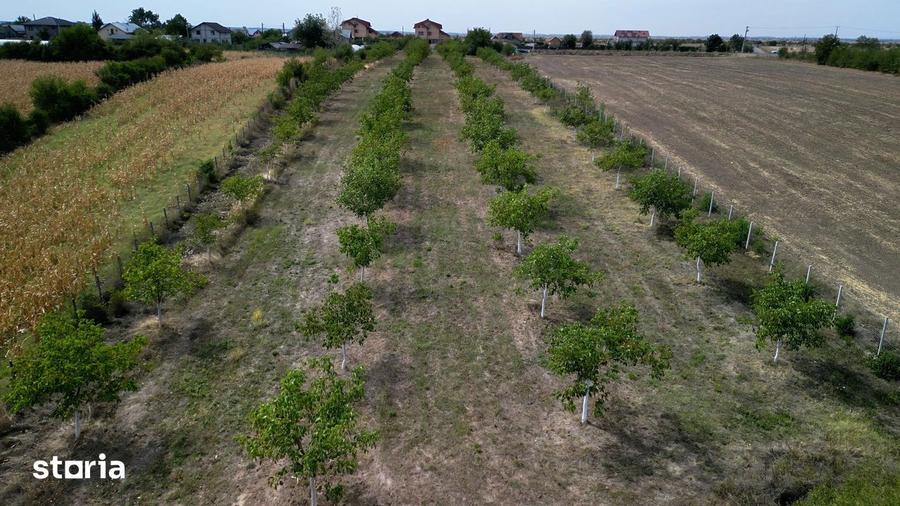 Vanzare teren 9654 mp, deschidere 27m, comuna Dobra, sat Dobra - 2