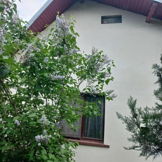 Vand casa si curte spatioase de 400 mp, cu multa verdeata,situate intr-o zona linistita! - 5