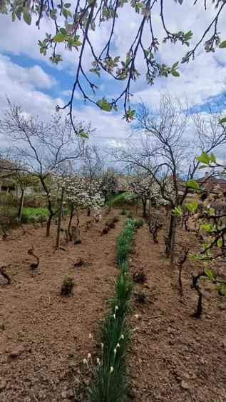 Pivnita cu crama de vanzare - 8