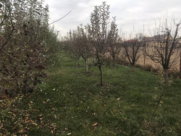 Alios - Teren Intravilan - 1470Mp - 4