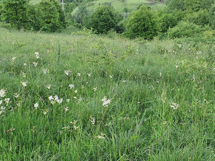 Teren Resita 4350 mp centura Resitei Terova-km 8 negociabil - 4