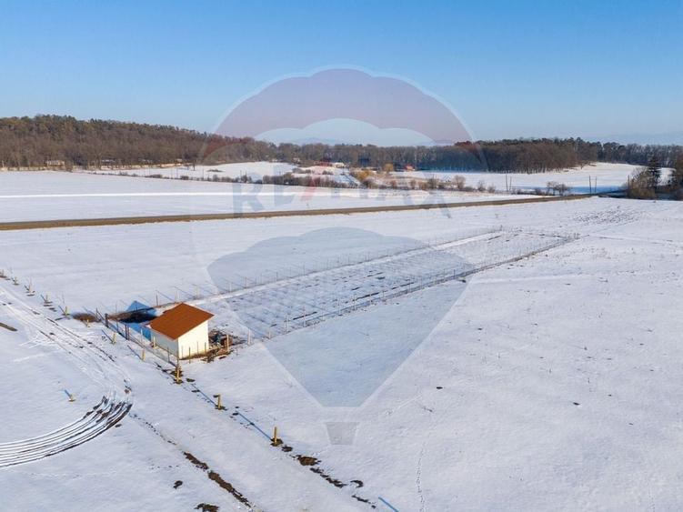 Teren cu plantatie de aronia - 2