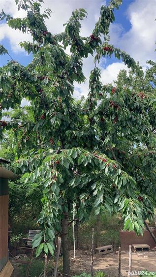 Casa comuna Giubega 45km craiova - 10